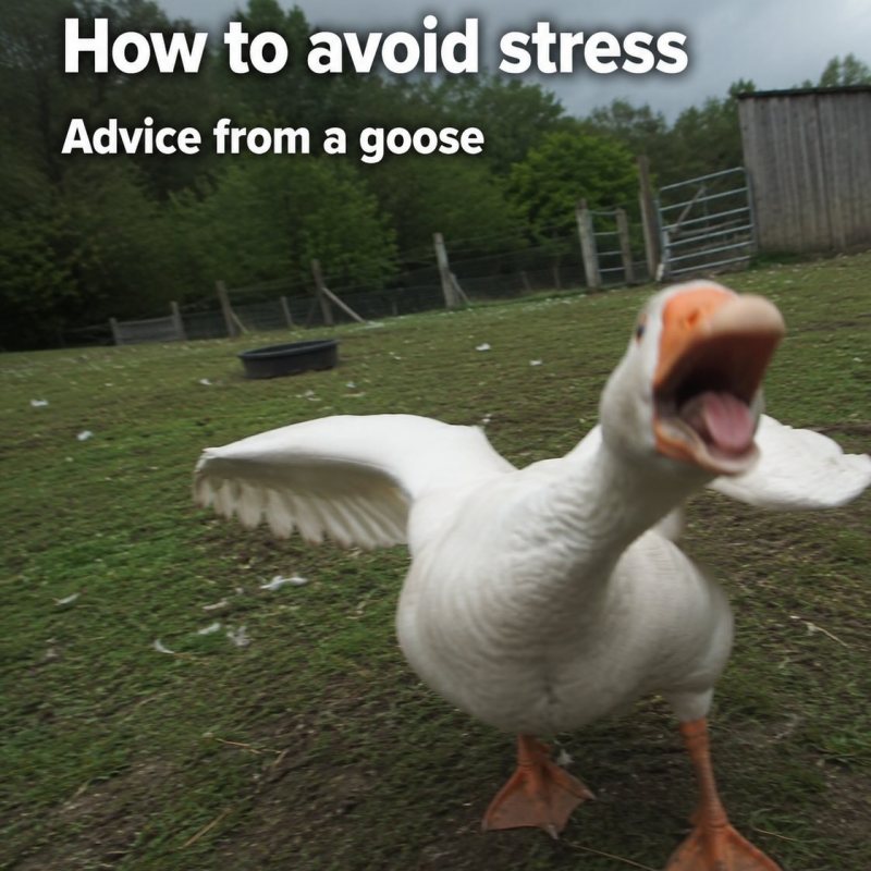 The Goose Was Right All&nbsp;Along